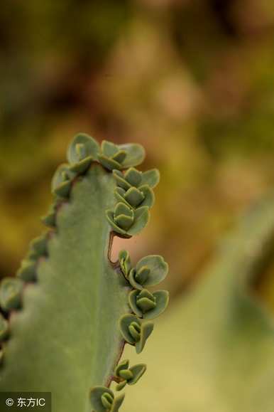 植物落地生根花有毒吗？