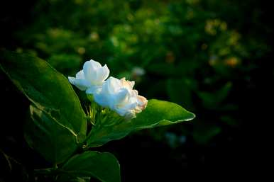 茉莉花期的几个月，茉莉花期的最佳时间是多长？