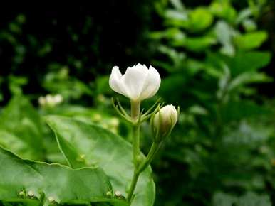 茉莉花期的几个月，茉莉花期的最佳时间是多长？