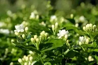 茉莉花期的几个月，茉莉花期的最佳时间是多长？