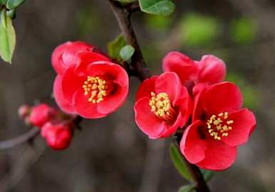 海棠花的花语是什么？海棠花颜色围巾花语