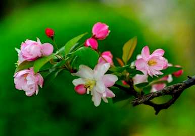 海棠花的花语是什么？海棠花颜色围巾花语