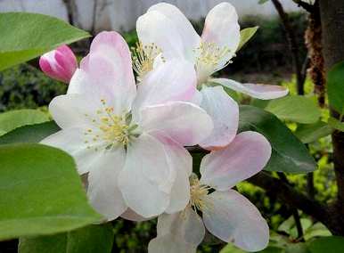 海棠花的花语是什么？海棠花颜色围巾花语