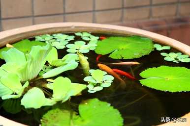 水芙蓉怎么养才好，水芙蓉怎么养才好看