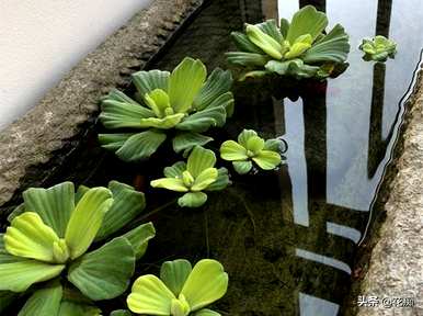 水芙蓉怎么养才好，水芙蓉怎么养才好看