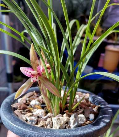 室内有哪些好的绿色植物？如何在室内种植温室绿色植物？