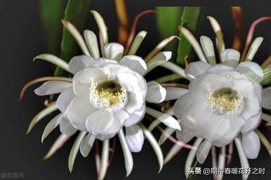 昙花语和寓意是什么？水仙花语代表什么意思？