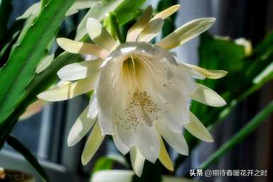 昙花语和寓意是什么？水仙花语代表什么意思？