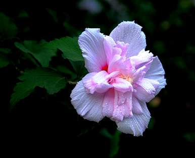 芙蓉花的叶子不茂盛，芙蓉花怎么能繁茂呢？