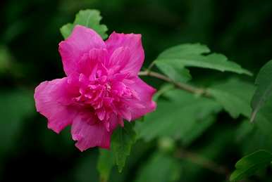 芙蓉花的叶子不茂盛，芙蓉花怎么能繁茂呢？