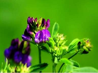 果园紫花苜蓿的优缺点，紫花苜蓿怎么种最好？