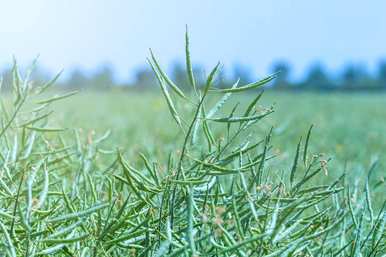 油菜种植时间和方法，油菜种植时间和方法，陕西