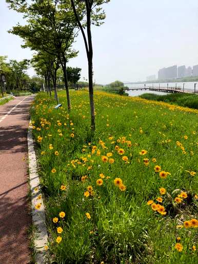 各种颜色的小菊花品种，各种小菊花的名称和图片