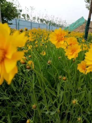 各种颜色的小菊花品种，各种小菊花的名称和图片