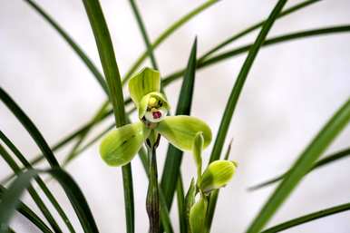 兰花可以施肥吗？兰花可以施肥吗？