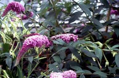 矢车菊常作为一年生草本花卉养护，一年生草本花卉有哪些？