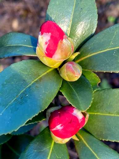 茶花怎么养家养法，家里怎么养茶花？