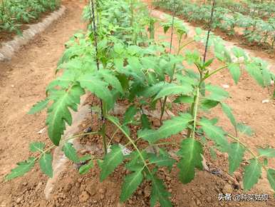 如何种植西红柿，如何种植西红柿？