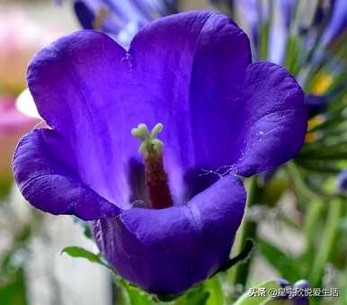 风铃花的花语是什么意思，风铃花的花语是什么？