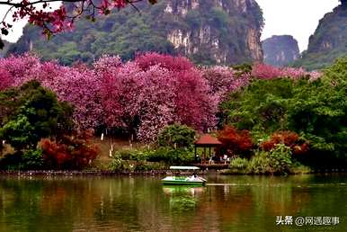 紫荆花的花语是什么？紫荆花是什么？