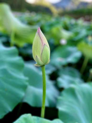 莲花的花语是什么，莲藕的花语是什么？