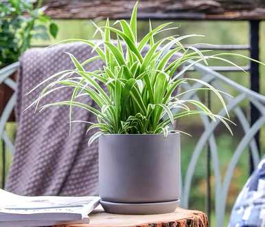 室内耐阴垂挂植物排名，室内耐阴植物有哪些？