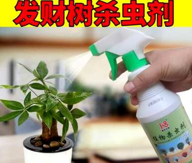 如何在野外种植发财树？