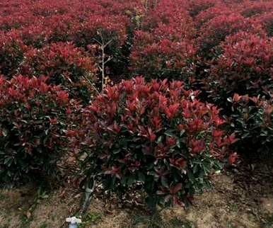 常绿树下种什么植物，常绿树有什么植物？