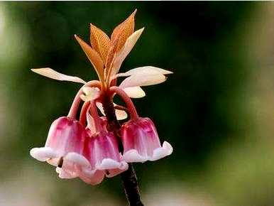 倒挂灯笼花怎么养，灯笼花好养吗？