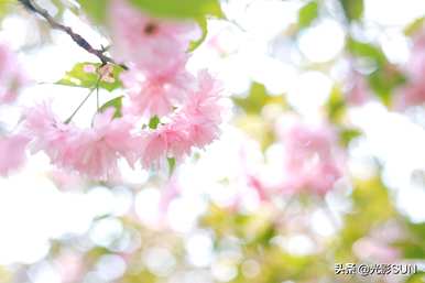 樱花的花语是什么意思，樱花的花语是什么？