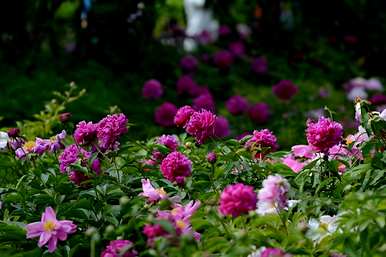 常绿宿根花有哪些，潍坊常绿宿根花有哪些？