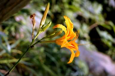 常绿宿根花有哪些，潍坊常绿宿根花有哪些？