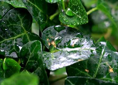 室内水生花有哪些？水生花有食脑菌吗？