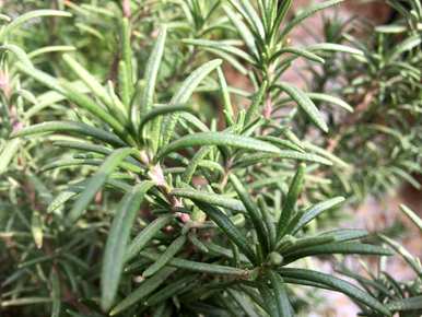 如何种植迷迭香，迷迭香种植市场