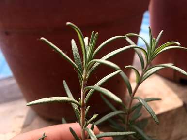 如何种植迷迭香，迷迭香种植市场