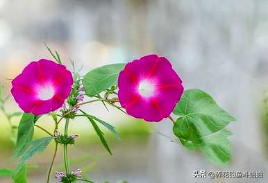 牵牛花喜欢在哪里生长，牵牛花喜欢在哪里生长