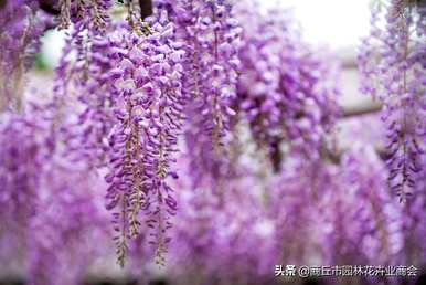 紫藤花一年开几次，紫藤花一年开几次