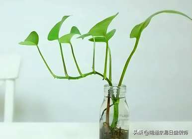 茉莉花适合卧室吗？卧室里的茉莉花能驱蚊吗？