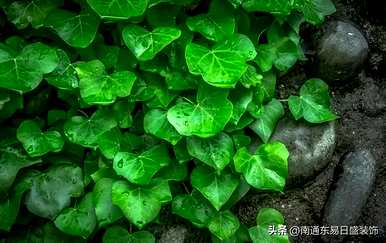 茉莉花适合卧室吗？卧室里的茉莉花能驱蚊吗？