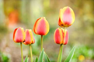 什么是郁金香花语，什么是郁金香花语？