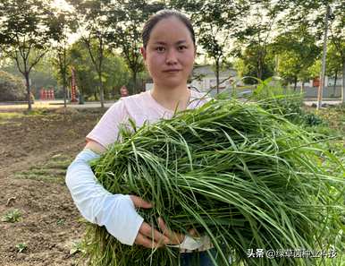 黑麦草最好在几个月内种植。黑麦草能在树下种吗？