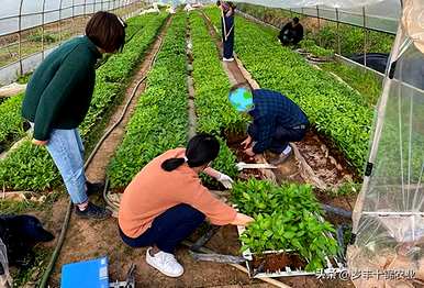 辣椒生长需要什么条件，辣椒幼苗生长需要什么条件？