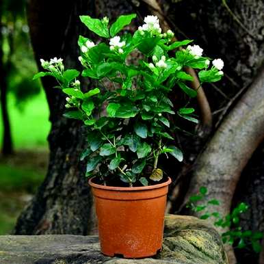 茉莉花是什么颜色？紫茉莉花有几种颜色