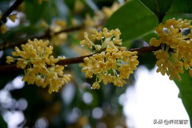 四季桂一年开几次花，四季桂的花是什么颜色？