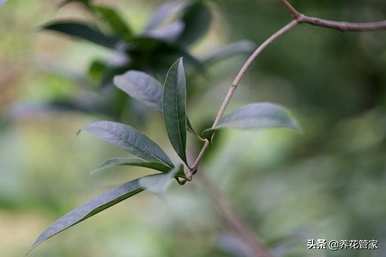 四季桂一年开几次花，四季桂的花是什么颜色？