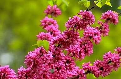 紫荆花种在院子里，紫荆花适合在院子里种植吗？