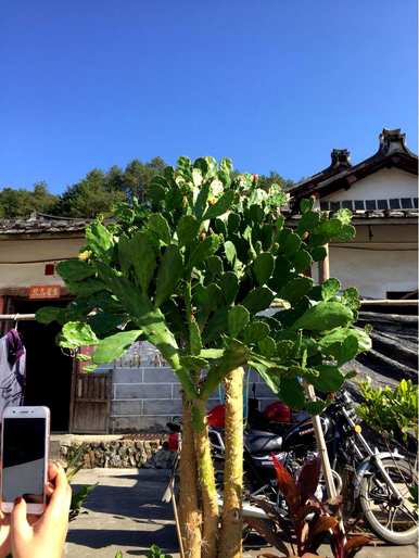 带刺的植物有哪些药材，带刺的植物有哪些？