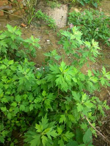 几个月内最好种植艾草种子。如何种植艾草种子视频