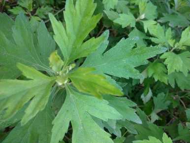 几个月内最好种植艾草种子。如何种植艾草种子视频