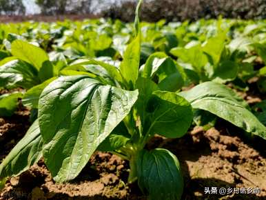 如何播种菠菜种子最好，如何播种菠菜种子